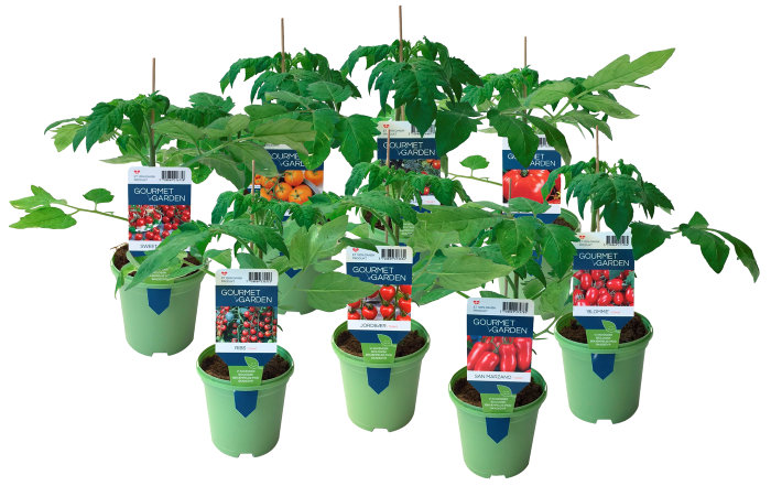 Tomatplanter mix i 11 cm potte